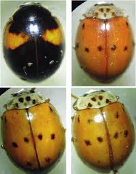 Attēlu rezultāti vaicājumam “Adalia decempunctata”