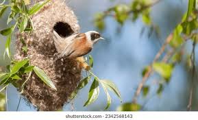 Attēlu rezultāti vaicājumam “Remiz pendulinus nest”