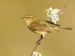 Attēlu rezultāti vaicājumam “Phylloscopus collybita adult”
