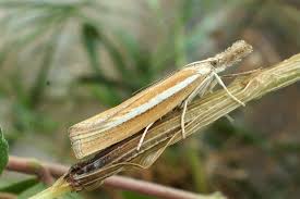 Attēlu rezultāti vaicājumam “Agriphila selasella”