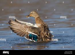 Attēlu rezultāti vaicājumam “Anas platyrhynchos female”