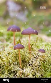 Attēlu rezultāti vaicājumam “Strobilurus esculentus”