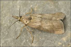 Attēlu rezultāti vaicājumam “Hypochalcia ahenella”