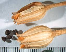 Attēlu rezultāti vaicājumam “Cerastium holosteoides fruit”