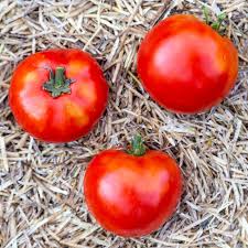 Afbeeldingsresultaat voor earliana tomato