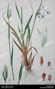 Attēlu rezultāti vaicājumam “Eriophorum angustifolium”