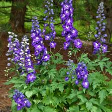 Attēlu rezultāti vaicājumam “Delphinium elatum”
