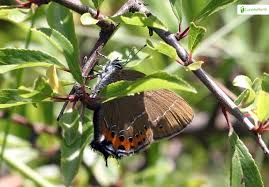 Attēlu rezultāti vaicājumam “Satyrium pruni underside”