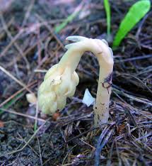 Attēlu rezultāti vaicājumam “Monotropa hypopitys”