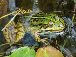 Attēlu rezultāti vaicājumam “Pelophylax”