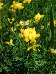Attēlu rezultāti vaicājumam “Lotus corniculatus flower”
