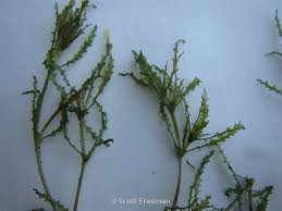 Attēlu rezultāti vaicājumam “Najadaceae”