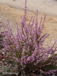 Attēlu rezultāti vaicājumam “Calluna vulgaris fruit”