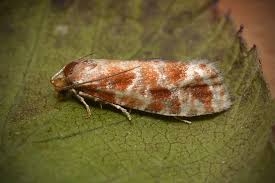 Attēlu rezultāti vaicājumam “Rhyacionia pinicolana”