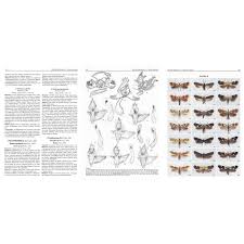 Attēlu rezultāti vaicājumam “Chimabachidae”