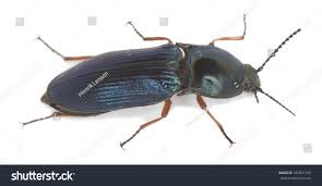 Attēlu rezultāti vaicājumam “Selatosomus aeneus”