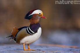 Attēlu rezultāti vaicājumam “Aix galericulata male”