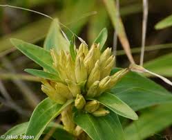 Attēlu rezultāti vaicājumam “Gentiana cruciata bud”