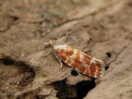 Attēlu rezultāti vaicājumam “Rhyacionia pinicolana”