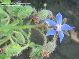 Attēlu rezultāti vaicājumam “Borago officinalis bud”
