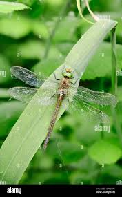 Attēlu rezultāti vaicājumam “Aeshna isoceles”