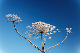 Attēlu rezultāti vaicājumam “Heracleum sosnowskyi flower”