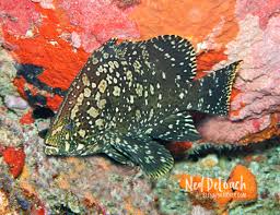 Image result for Dermatolepis inermis