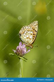 Attēlu rezultāti vaicājumam “Argynnis adippe underside”