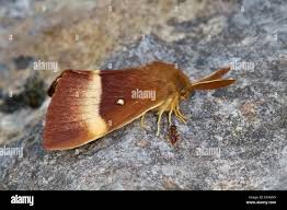 Attēlu rezultāti vaicājumam “Lasiocampa quercus imago”