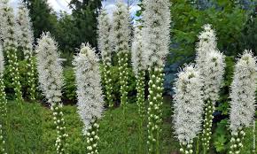 Image result for Steppenkerze