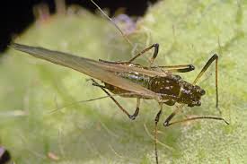 Attēlu rezultāti vaicājumam “Uroleucon hypochoeridis”