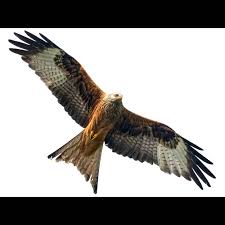 Image result for Milvus milvus