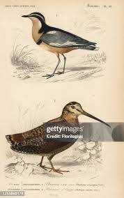 Attēlu rezultāti vaicājumam “Scolopax rusticola juvenile”