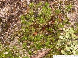 Attēlu rezultāti vaicājumam “Lophozia excisa”