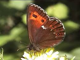 Attēlu rezultāti vaicājumam “Erebia ligea”