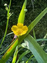 Attēlu rezultāti vaicājumam “Ranunculus lingua flower”