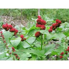 Attēlu rezultāti vaicājumam “Chenopodium foliosum fruit”
