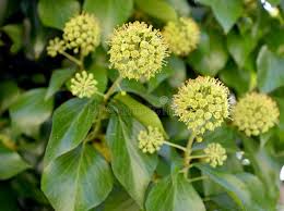 Attēlu rezultāti vaicājumam “Hedera helix  flower”