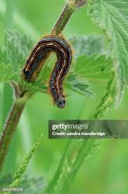 Attēlu rezultāti vaicājumam “Malacosoma neustria larva”