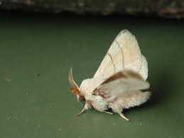 Attēlu rezultāti vaicājumam “Malacosoma neustria”