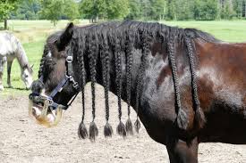 Attēlu rezultāti vaicājumam “Equus ferus caballus”