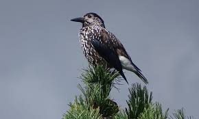 Attēlu rezultāti vaicājumam “Nucifraga caryocatactes adult”