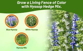 Image result for Hyssopus officinalis