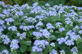 Image result for Ageratum houstonianum