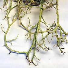 Attēlu rezultāti vaicājumam “Evernia divaricata”