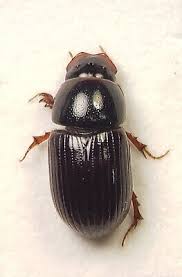 Attēlu rezultāti vaicājumam “Aphodius sp.”