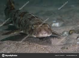 Image result for Haploblepharus edwardsii
