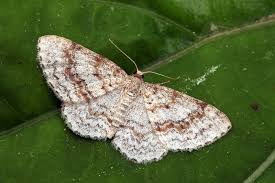 Attēlu rezultāti vaicājumam “Hydrelia sylvata”