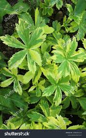 Attēlu rezultāti vaicājumam “Astrantia major leaf”