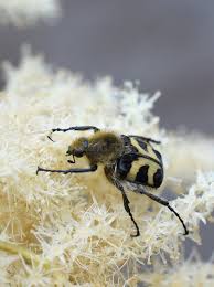 Attēlu rezultāti vaicājumam “Trichius fasciatus imago”